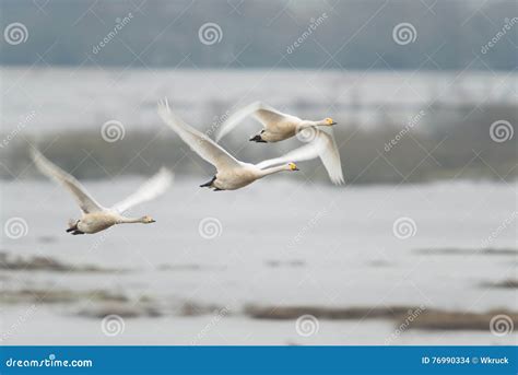 Whooper swan stock photo. Image of scandinavia, bird - 76990334