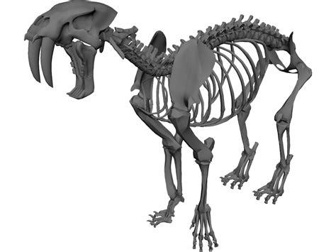 Tiger Skeleton