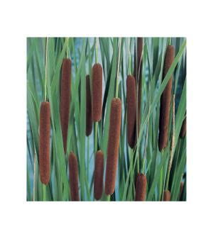 Grote Lisdodde Typha Latifolia Moerasplant 6 Stuks Tuinexpress