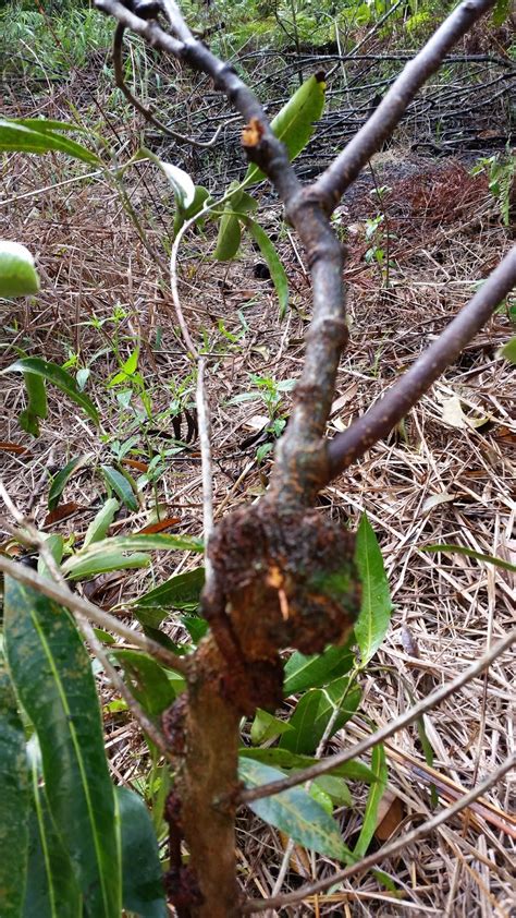 Warisan Petani Pokok Dedalu