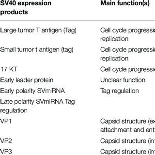 Schematic Representation Of The SV40 Genome SV40 DNA Is Made Up Of