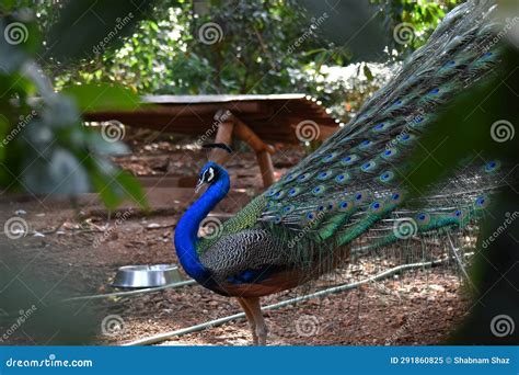 Peacock Or Peafowl National Bird Of India Stock Image Image Of Wing