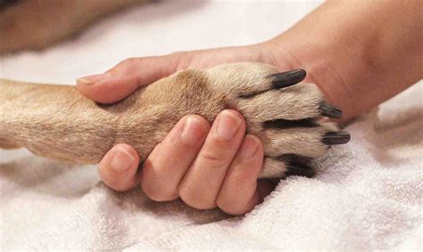 Cómo lidiar con la pérdida de una mascota Primera Hora