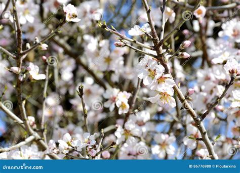 Details of Almond Tree Flowers Stock Photo - Image of agriculture ...