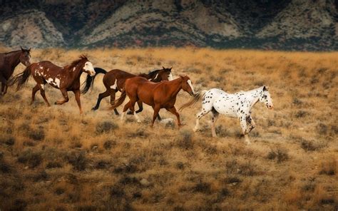 Wild Horses Wallpapers Wallpaper Cave