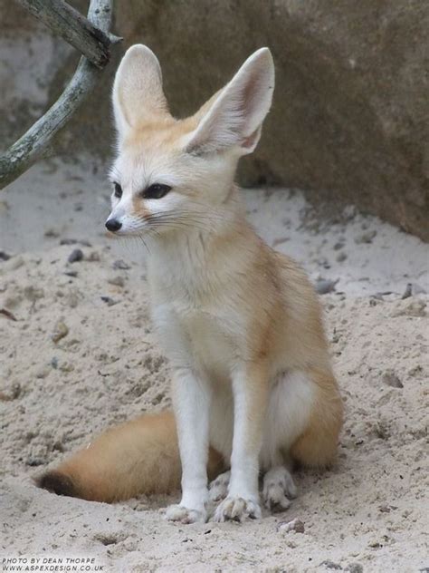 Fennec Fox Cute Ears Sitting Small Land Mammals