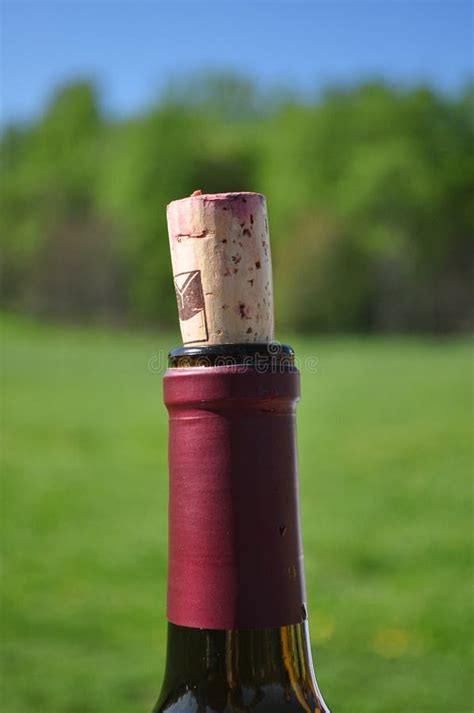 Corked Wine Bottle stock image. Image of bottle, cork - 14971153