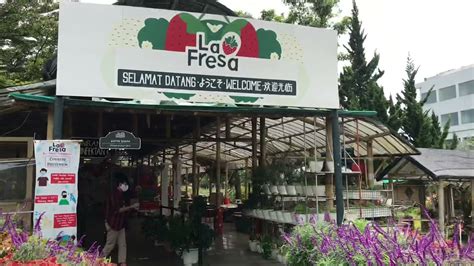 Petik Stawberry Langsung Dari Kebun Nya Di La Fresa Lembang YouTube