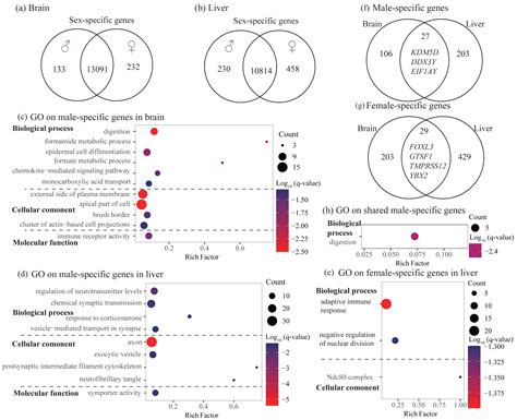 Sex Differences In Gene Expression And Alternative Splicing In The