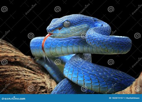 Blue Viper Snake On Branch Royalty Free Stock Photography