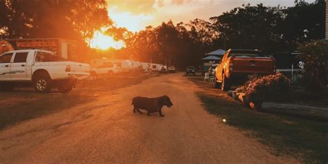 Camp With Your Pets At These 10 Campgrounds Near Leslie Dam Qld