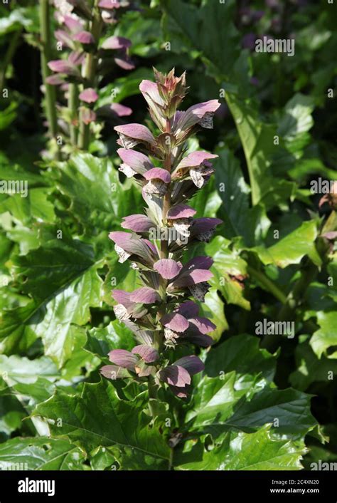 The Plant Bears Breeches Acanthus Mollis Stock Photo Alamy