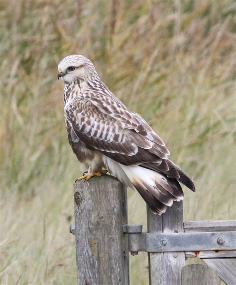 Seymour Birdies Diary: A Juvenile Rough-legged Buzzard at Holland Haven