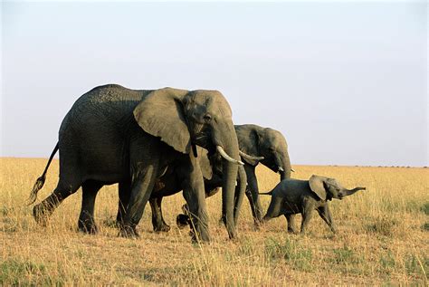 African Elephant Family Loxodonta Photograph by James Warwick - Fine ...