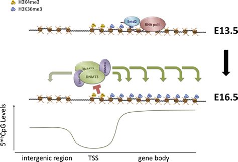 In Vivo Targeting Of De Novo Dna Methylation By Histone Modifications