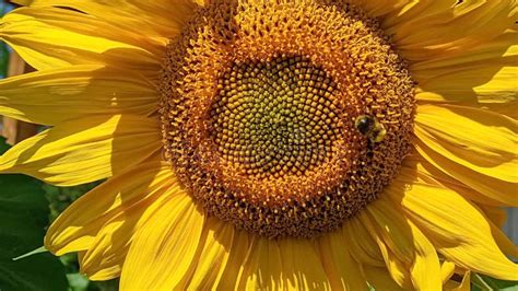 A Bee Collects Nectar On A Yellow Sunflower Flower Sunflower Lat