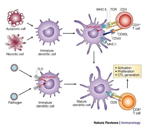 cell antigen-presenting : Biological Science Picture Directory ...