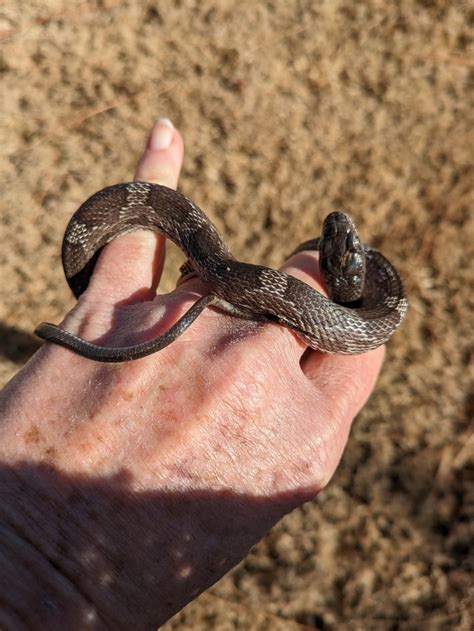 Eastern Gray Ratsnake Complex From Locust Grove Ga Usa On