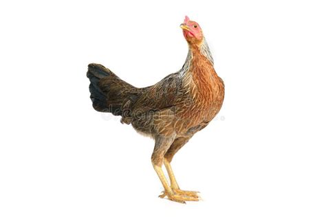 Bantam Hen Walking Isolated On White Studio Shot Chicken Stock Photo