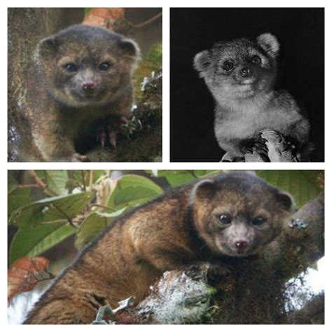 Olinguito The First New Species Of Mammal To Be Discovered In The