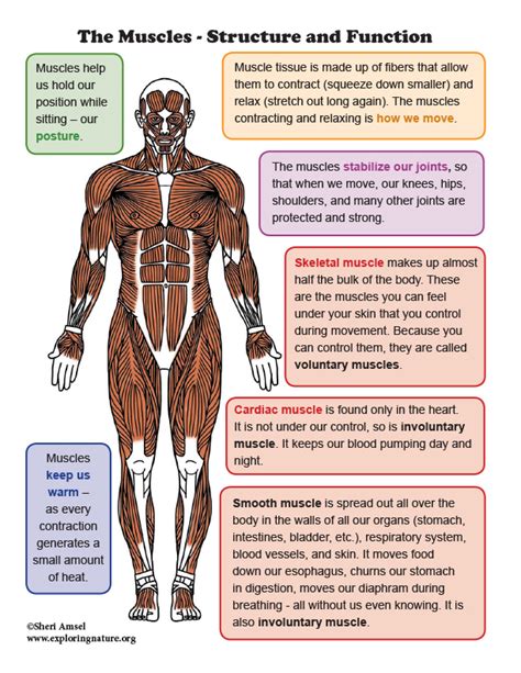 Muscles Structure And Function Mini Poster