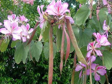 Pata de Vaca Bauhinia forficata Pró Saúde Viva