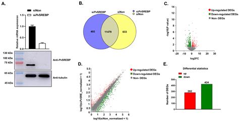 Transcriptome Analysis Reveals That Srebp Modulates A Large Repertoire