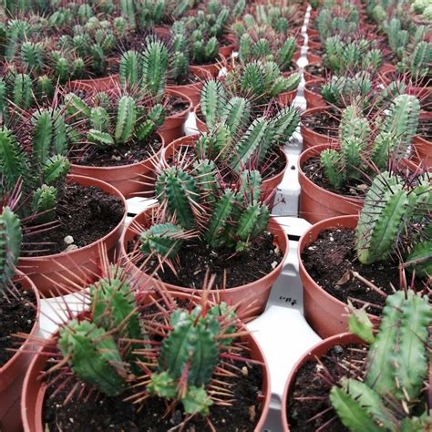 Euphorbia Enopla Giromagi Cactus And Succulents