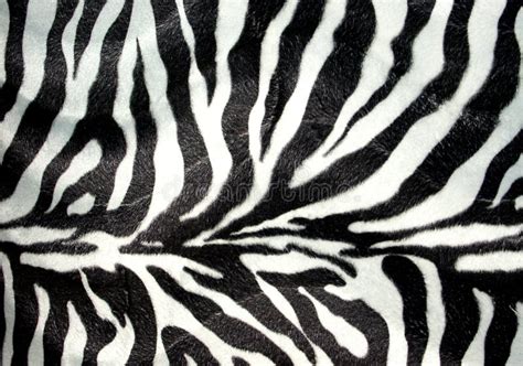 710+ Zebra stripes Free Stock Photos - StockFreeImages