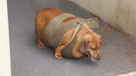 Fat Dachshund Custody Battle Heats Up Cnn Video