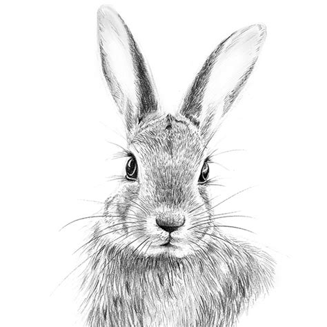 Rabbit Drawing Easy Realistic - Goimages Quack