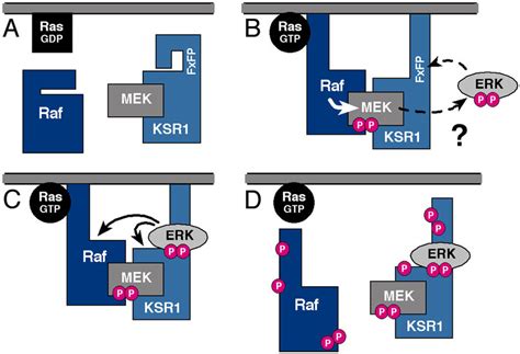 Ksr Regulates The Intensity And Duration Of Erk Cascade Activation In