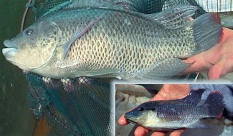 Tilapia Genetics Applications And Uptake Responsible Seafood Advocate