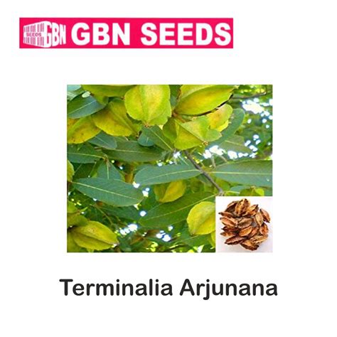 Gbn Terminalia Arjunana Seeds Kg Pack Of Leafconagro