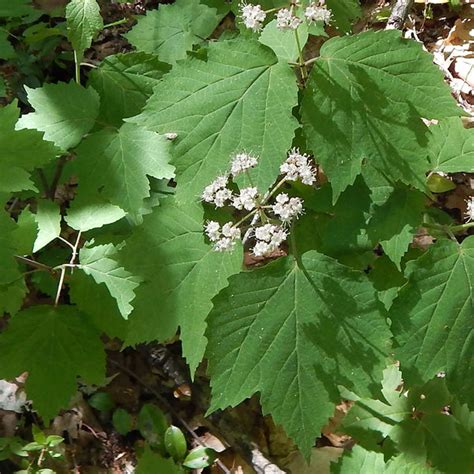 Maple leaved viburnum (Viburnum acerfolium) – Wild Seed Project Shop