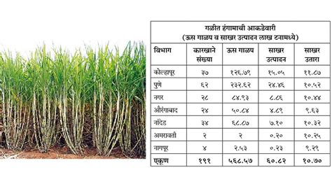 राज्यात उसाचे ५६८ लाख टन गाळप Sakal