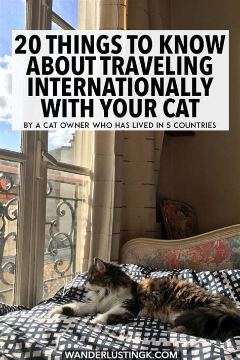 Your ultimate guide to flying internationally with a cat: Tips & Essentials