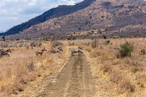 Pin on Mkomazi National Park