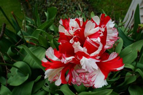 Tulip Estella Rijnveld Tulips Plants Flowers