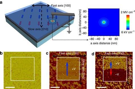 Nanoscale Control Of Multiple Ferroelectric Ferroelastic Domain