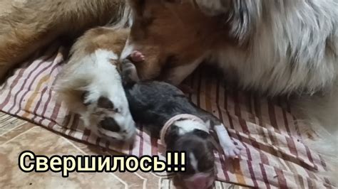 Роды австралийской овчарки Аси//Столкнулись с трудностями//Малыши ...