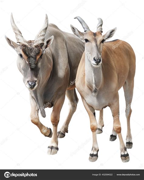 Giant Eland Antelope