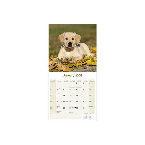 Calendrier Mural Chien De Race Chiots Labrador Retriever Sable