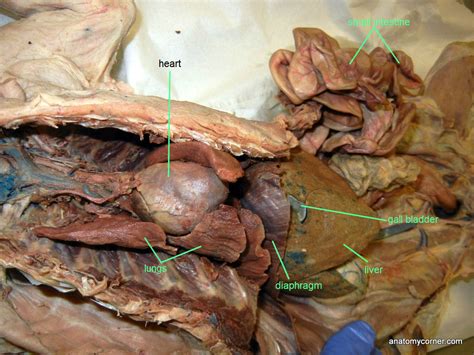 Cat Dissection