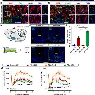 Schematic Diagram Of The Hypothesis That Adult Me Neurogenesis