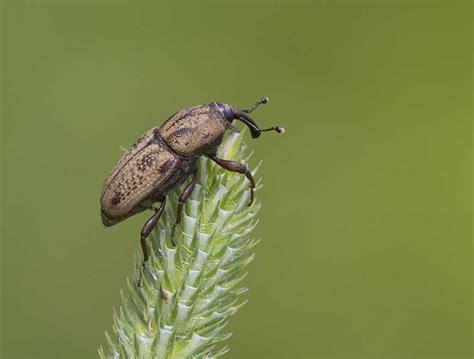 Family Curculionidae – ENT 425 – General Entomology