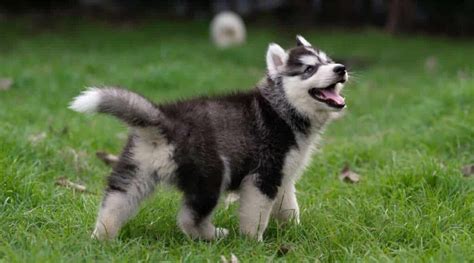 Alaskan Husky Breed Information Facts Traits Pictures And More