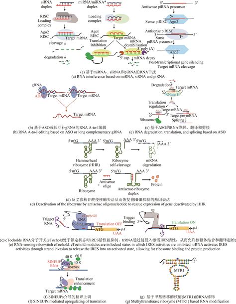 Technologies For Precise Spatiotemporal Control Of Post Transcriptional