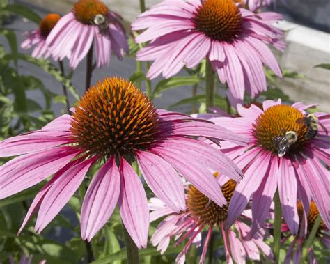 Plant Detail – Willoway Nurseries, Inc.