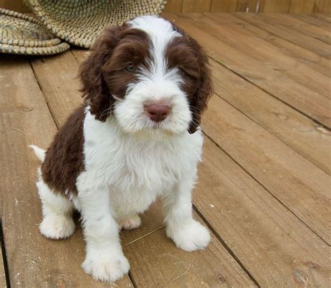 Loveable Springerdoodle Pups for sale! http://springerdoodles.com ...